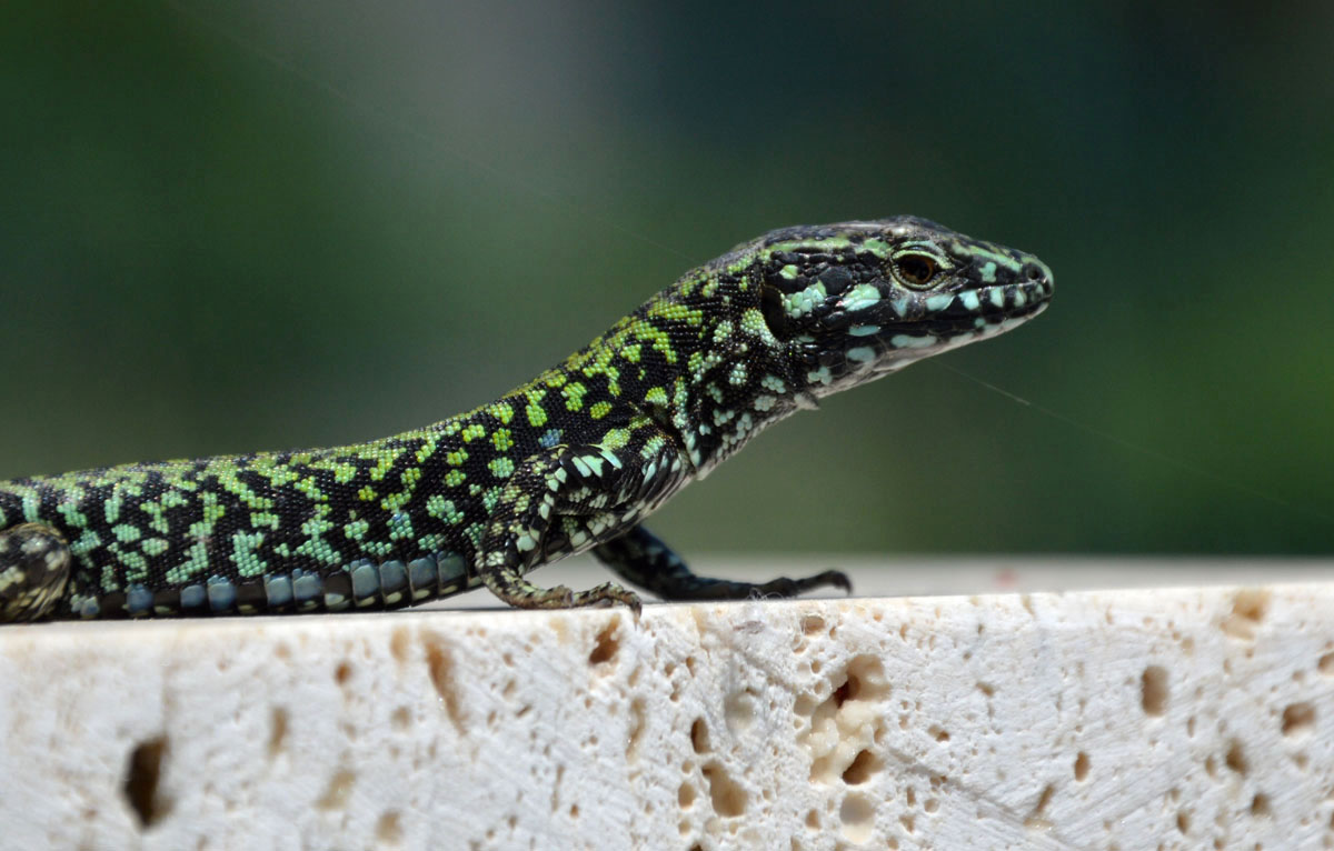 Podarcis muralis nigriventris